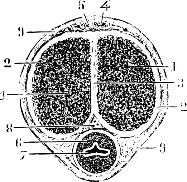 Sección Transversal Varilla Ilustración Grabada Vintage Diccionario Medicina Usual Por — Archivo Imágenes Vectoriales