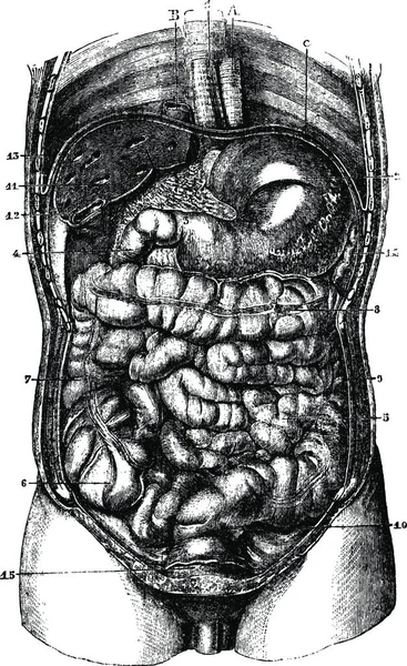 Esófago Estómago Estómago Pilórico Orifice Duodeno Intestino Delgado Caecum Colon — Archivo Imágenes Vectoriales