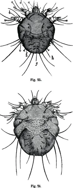 23歳 石筍だぜ 4対の足で図1 24歳 男性のダニ ヴィンテージの刻まれたイラスト Magasin Pittoresque 1875 — ストックベクタ