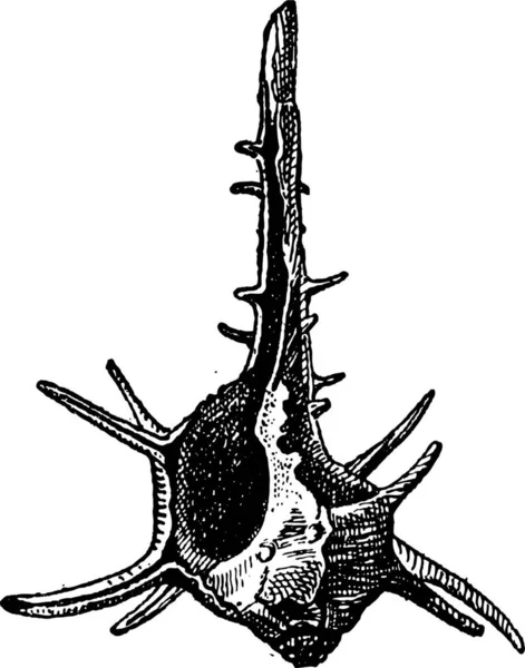 Horned Turban Eller Turbo Cornutus Vintage Ingraverad Illustration Ordlista Med — Stock vektor