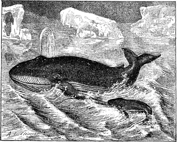 Velryba Oceánu Vintage Gravírovanou Slovník Slov Věcí Larive Fleury 1895 — Stockový vektor