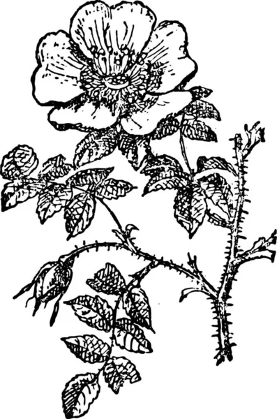 Роза Провинская Винтажная Гравированная Иллюстрация Словарь Слов Вещей Larive Fleury — стоковый вектор