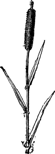 Toto Ilustrace Větve Rostlin — Stockový vektor