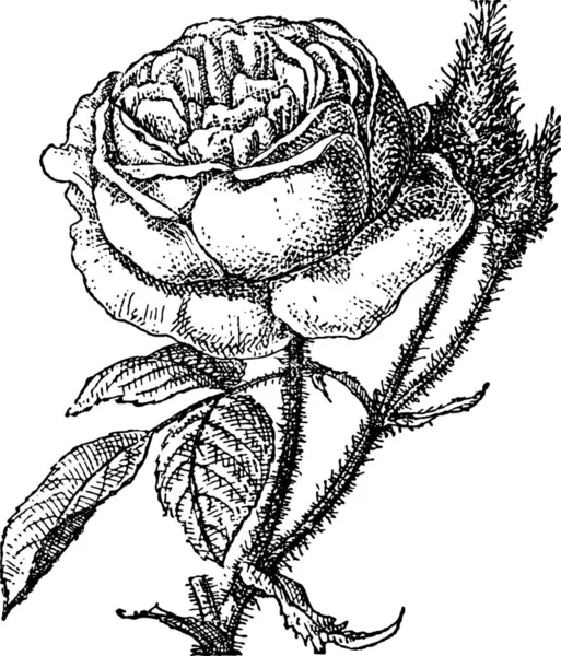 Muschio Rose Portulaca Grandiflora Illustrazione Incisa Epoca Dizionario Delle Parole — Vettoriale Stock