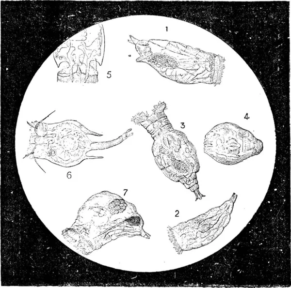 Rotifers Rotifera 빈티지 새겨진 단어와 Larive와 1895의 — 스톡 벡터