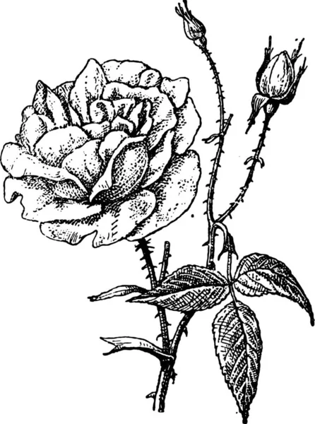 Rose Bengale Illustration Gravée Vintage Dictionnaire Des Mots Des Choses — Image vectorielle