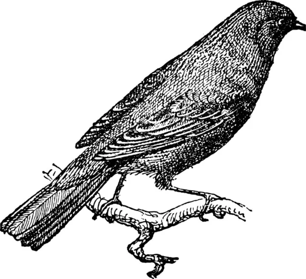 Nightingale Rufous Common Nightingale Empoleirado Ramo Ilustração Gravada Vintage Dicionário —  Vetores de Stock