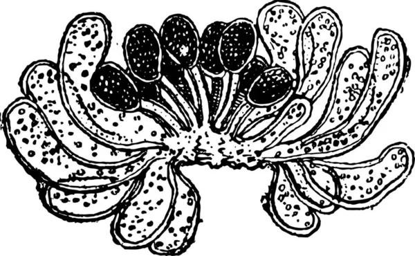 Vektorillustration Einer Schönen Skizze Einer Schwarz Weiß Gravierten Blume — Stockvektor