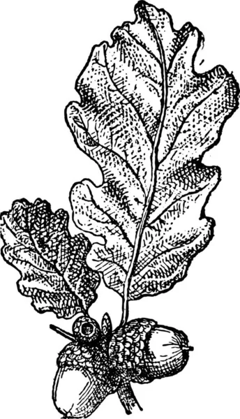 ドングリやオークのナットの葉と ヴィンテージの図は刻まれています 辞書の単語と物事を Larive 1895 — ストックベクタ