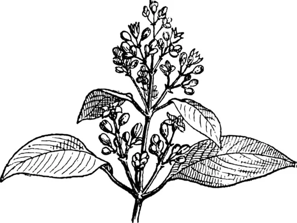 Blätter Und Knospen Aus Sandelholz Gravierte Illustration Wörterbuch Der Wörter — Stockvektor