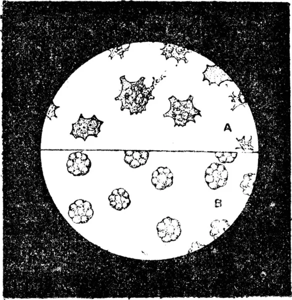 Fig Células Incoloras Del Mejillón Células Sanguíneas Babosa Ilustración Grabada — Archivo Imágenes Vectoriales