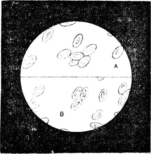 Fig Autres Cellules Sanguines Oiseaux Millièmes Millimètre Cellules Sanguines Chameau — Image vectorielle