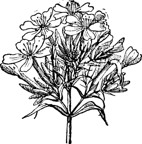 Ilustração Gravada Velha Soapwort Comum Saponaria Officinalis Bouncing Bet Sweet —  Vetores de Stock