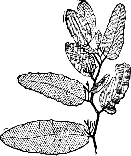 Alte Gravierte Illustration Von Sargasso Oder Sargassum Isoliert Auf Weißem — Stockvektor
