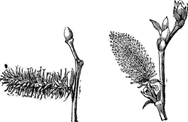 古い花雌しべと白い背景で隔離の花しべヤナギまたは黄ばんだまたは Osier 図刻まれています 言葉と事物 Larive フルーリの辞書ですか 1895 — ストックベクタ