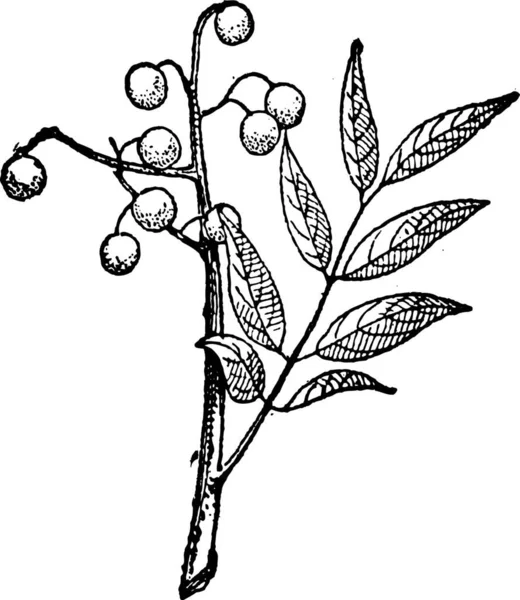 Alte Gravierte Illustration Des Goldregenbaums Oder Der Koelreuteria Paniculata Oder — Stockvektor