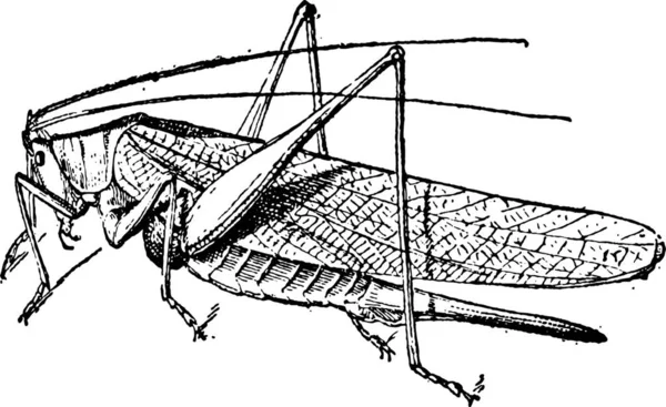 Vecchia Illustrazione Incisa Grasshopper Isolata Fondo Bianco Dizionario Parole Cose — Vettoriale Stock