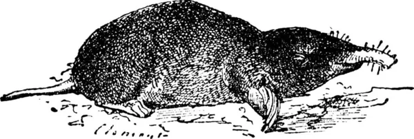 일반적 Mole Eastern Mole Scalopus Aquaticus 빈티지 단어와 사물에 Larive — 스톡 벡터