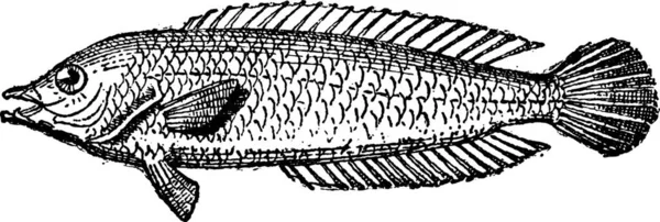 ブダイまたは Scarus ビンテージ図を刻まれています 辞書の単語と物事を Larive 1895 — ストックベクタ