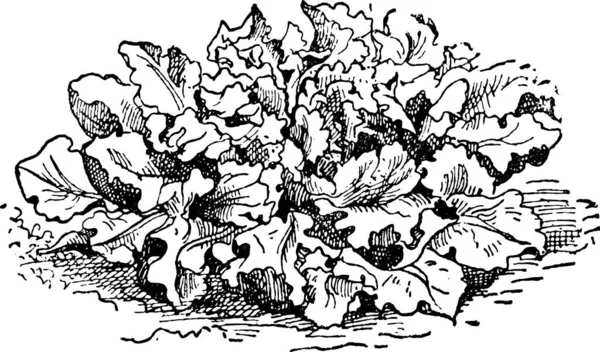 とげのあるレタスまたはアキノノゲシ属 Serriola ヴィンテージの図は刻まれました 辞書の単語と物事を Larive 1895 — ストックベクタ