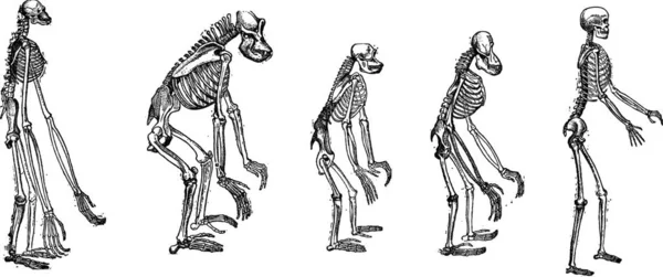 Alte Gestochene Illustration Des Vergleichs Des Größten Menschenaffenskeletts Mit Dem — Stockvektor