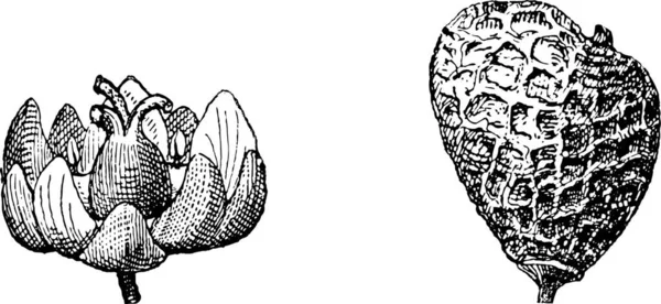 Pruikenboom Rhus Cotinus Tonen Bloem Links Fruit Rechts Vintage Gegraveerd — Stockvector