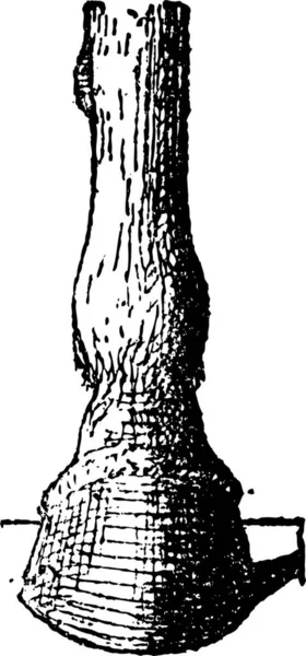 シーネ固定 骨または中手骨 ヴィンテージの図は刻まれています 辞書の単語と物事を Larive 1895 — ストックベクタ