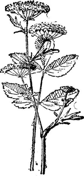 Staré Ryté Ilustrace Sisonu Rostliny Izolované Bílém Pozadí Slovník Slov — Stockový vektor