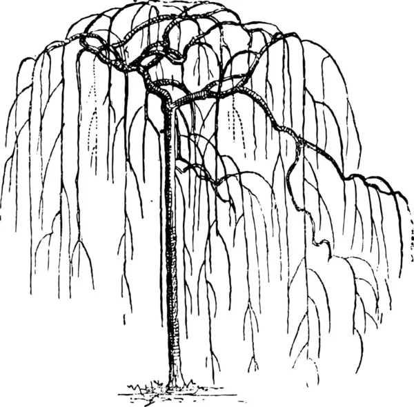 Sophora Japonica Pagodatree Japonés Styphnolobium Japonicum — Archivo Imágenes Vectoriales