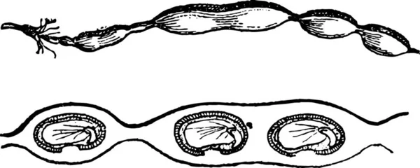 Pagodenbaum Frucht Und Schnitt Gravierte Illustration Wörterbuch Der Wörter Und — Stockvektor