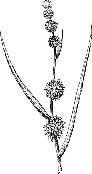 Sparganium Bur Reed 빈티지 새겨진 단어와 Larive와 1895의 — 스톡 벡터