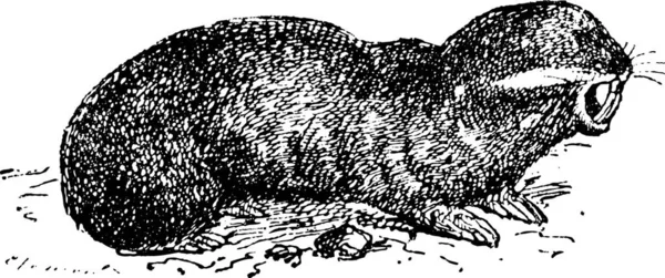 Spalax やほくろラット ヴィンテージの図は刻まれました 辞書の単語と物事を Larive 1895 — ストックベクタ
