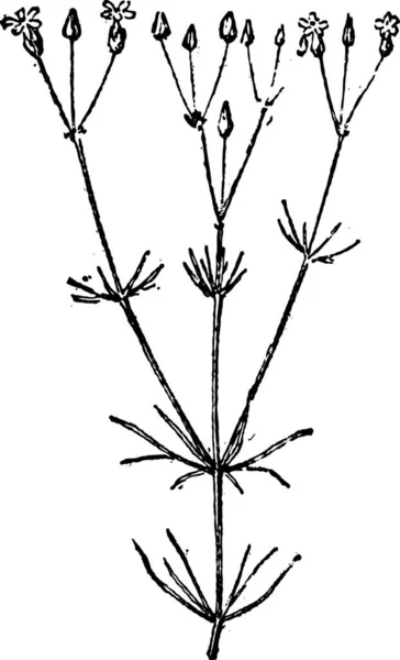 Spergula Spurrey 빈티지 새겨진 단어와 Larive와 1895의 — 스톡 벡터