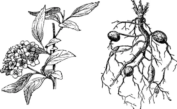 绣线菊披针形 水芹绣线菊 复古刻的插图 单词和事 Larive 和弗洛瑞 1895年的字典 — 图库矢量图片