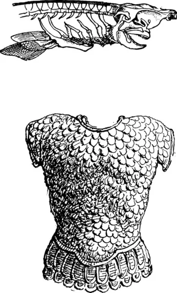 Pigghaj Haj Eller Squalidae Visar Skelett Vintage Ingraverad Illustration Ordlista — Stock vektor