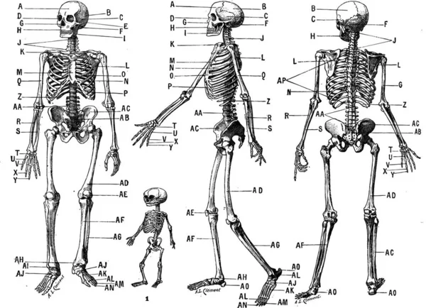 Vektorillustration Von Skelett Und Knochen — Stockvektor