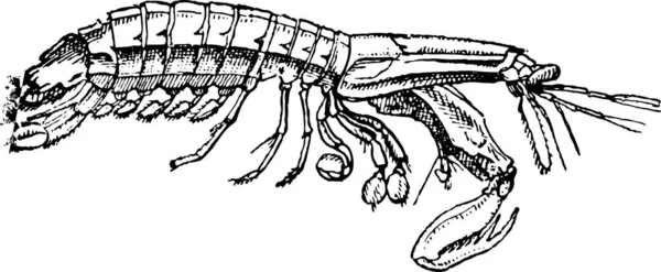 虾蛄白色背景 复古刻图上被隔绝 单词和事 Larive 和弗洛瑞 1895年的字典 — 图库矢量图片