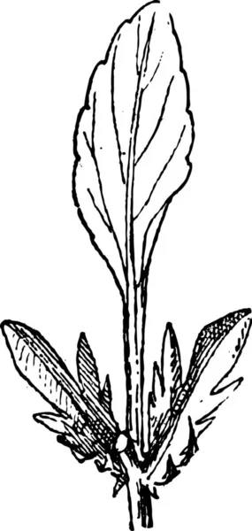 Ilustración Vectorial Una Planta — Vector de stock