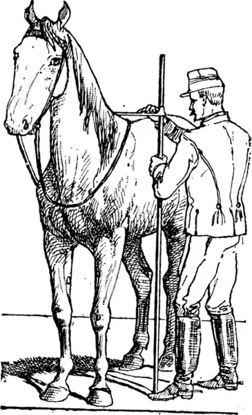 Stary Wygrawerowanym Ilustracja Jeździec Pomiaru Wielkości Konia Instrument Pomiarowy Słownik — Wektor stockowy
