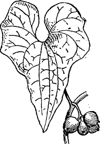 Antigua Ilustración Grabada Tamus Communis Dioscorea Communis Black Bryony Aislada — Archivo Imágenes Vectoriales