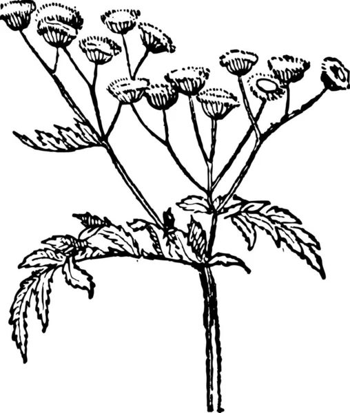 Ilustração Gravada Velha Tansy Tanacetum Vulgare Botões Tansy Amargo Comum —  Vetores de Stock