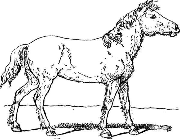 Gamla Graverade Illustration Tarpan Eller Equus Ferus Ferus Eller Eurasian — Stock vektor