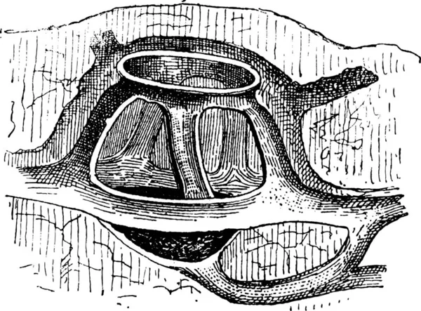 Illustration Einer Schildkröte — Stockvektor