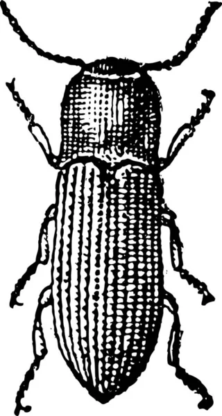 Vecchia Illustrazione Incisa Taupin Insetto Isolato Uno Sfondo Bianco Dizionario — Vettoriale Stock