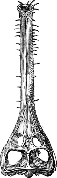 Illustration Eines Skeletts Einer Alten Pflanze — Stockvektor