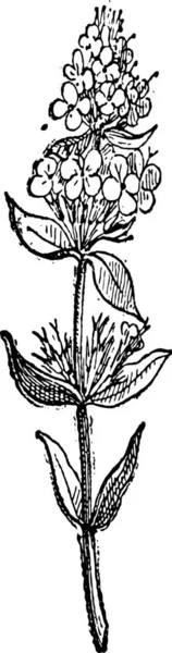 Zwart Wit Afbeelding Van Een Plant — Stockvector