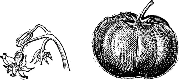 Tomate Fleur Fruit Illustration Gravée Vintage Dictionnaire Des Mots Des — Image vectorielle