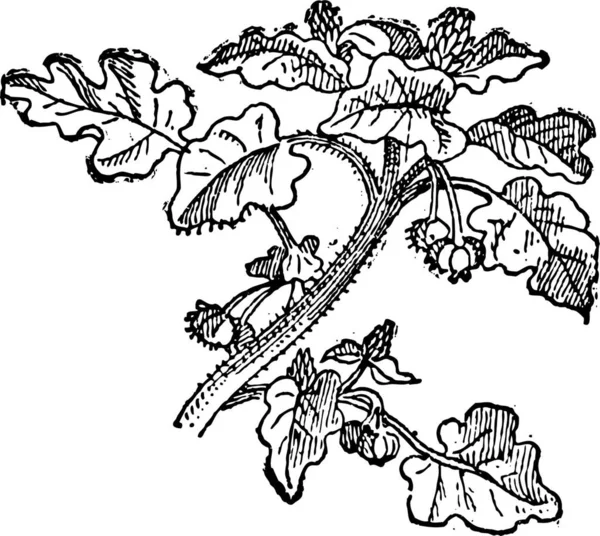 Zonnebloem Helianthus Annuus Vintage Gegraveerd Illustratie Woordenboek Van Woorden Dingen — Stockvector