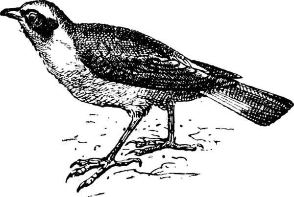 Ilustração Pássaro Velho — Vetor de Stock