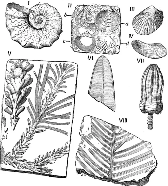 Handgezeichnete Elemente Mit Muscheln Und Muscheln Vektorillustration — Stockvektor